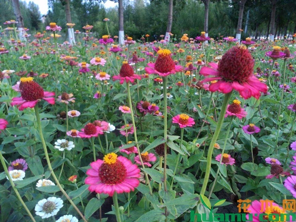 松果菊