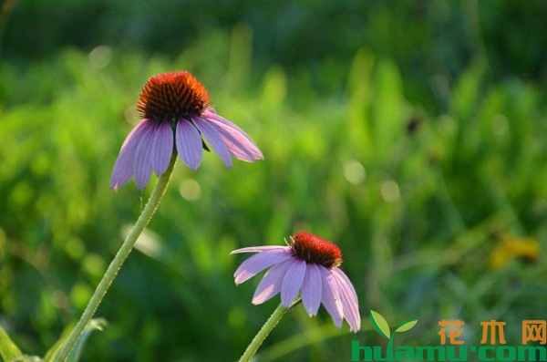 松果菊价格 2019年最新松果菊价格行情
