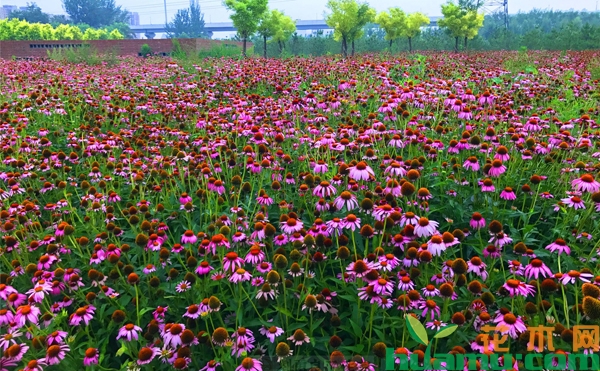 松果菊小苗价格多少钱一棵？松果菊怎样打造花海？