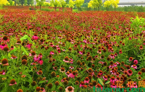 松果菊花海