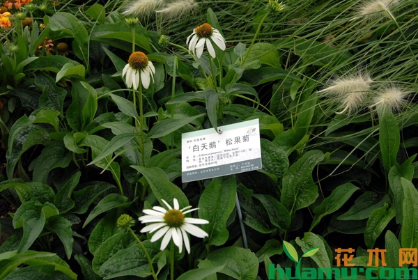 松果菊