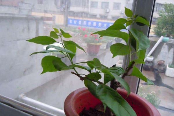 三角梅幼苗多少钱？三角梅不带刺的品种有哪些？