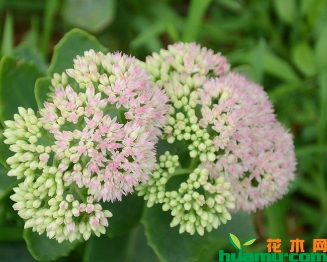 八宝景天养殖方法.jpg