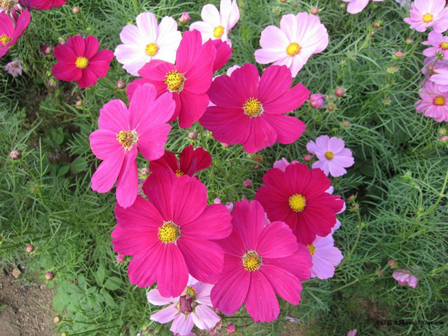 格桑花种子多少钱一斤？格桑花种子怎么种植？