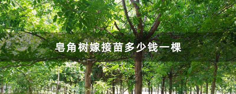 皂角树嫁接苗多少钱一棵