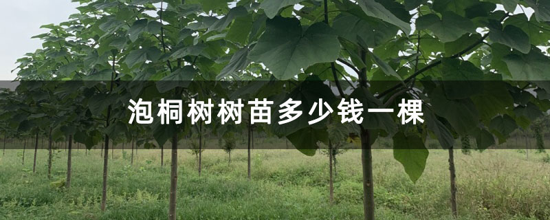 泡桐树树苗多少钱一棵