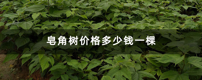 皂角树价格多少钱一棵