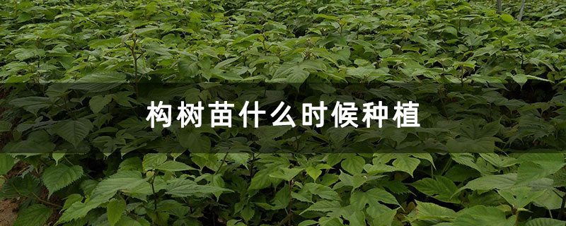 构树苗什么时候种植 构树苗什么时候种植