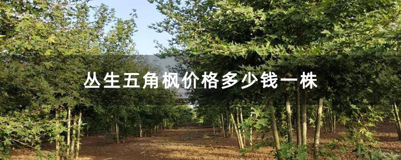 丛生五角枫价格多少钱一株