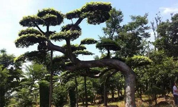 探索出一条我国苗木产业的创新发展之路