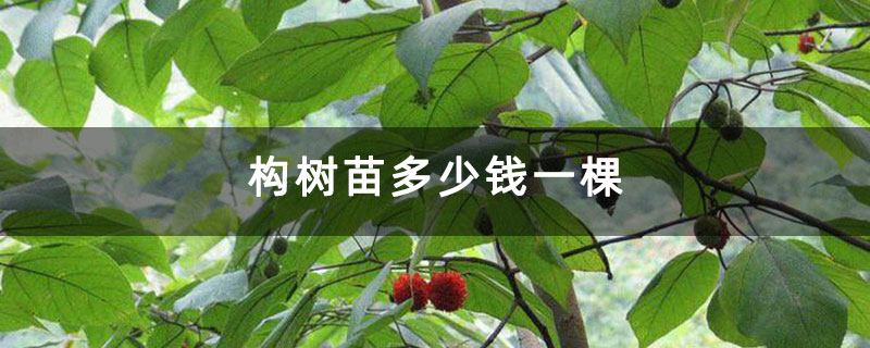 构树苗多少钱一棵