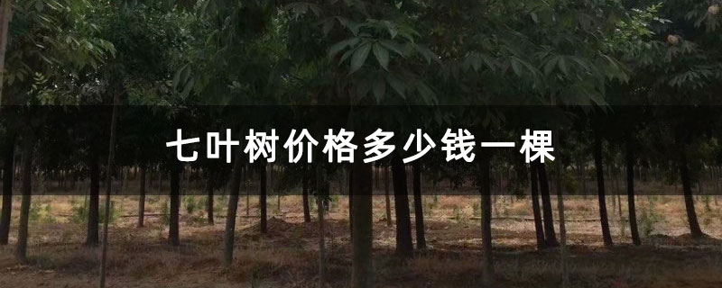 七叶树价格多少钱一棵 七叶树价格多少钱一棵