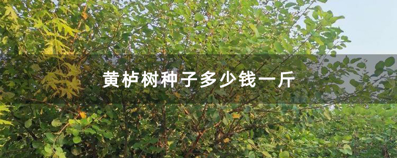 黄栌树苗