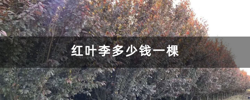 红叶李多少钱一棵
