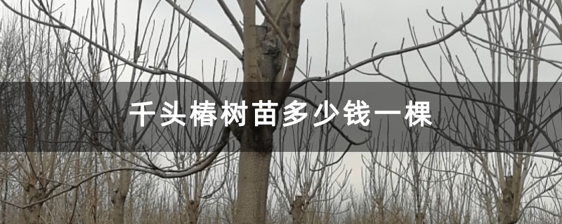 千头椿树苗多少钱一棵