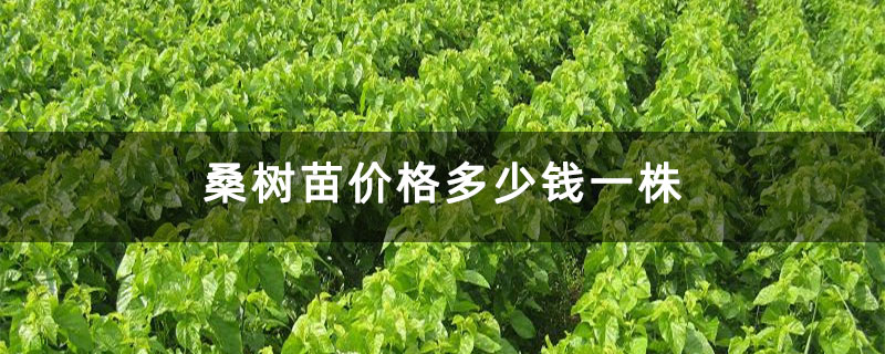 桑树苗价格多少钱一株