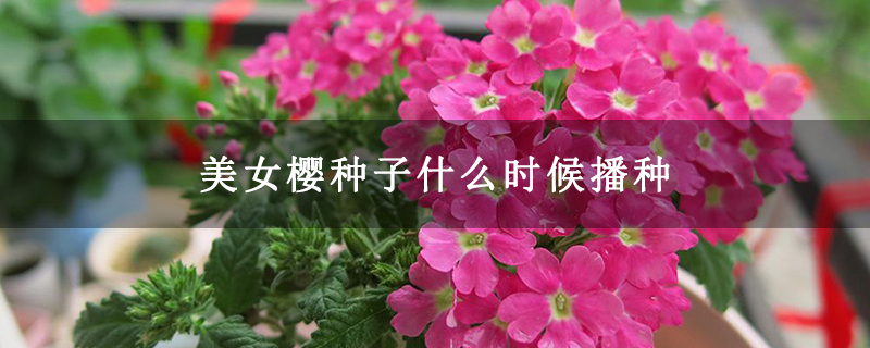 美女樱种子什么时候播种