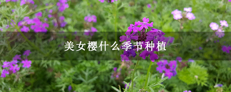 美女樱什么季节种植