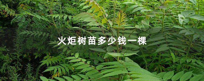 火炬树小苗