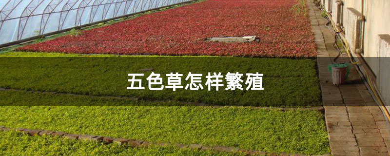 五色草怎样繁殖