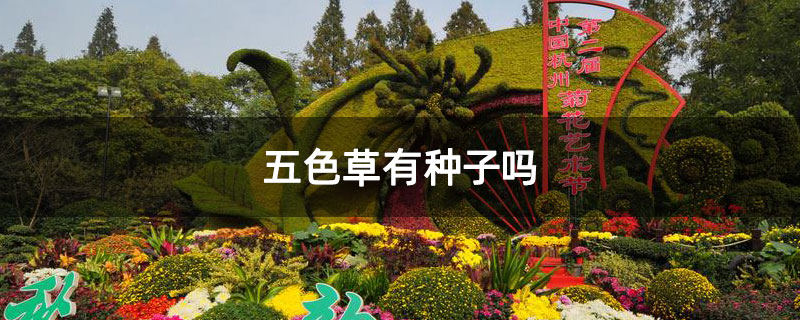 五色草有种子吗 五色草有种子吗