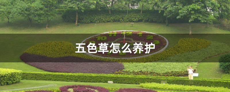 五色草怎么养护
