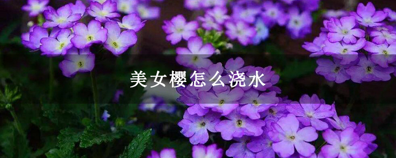 美女樱怎么浇水