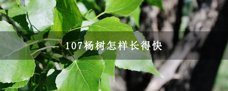 107杨树怎样长得快