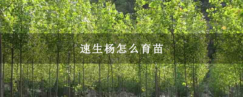速生杨怎么育苗