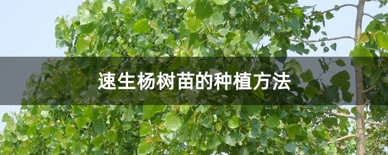 速生杨树苗的种植方法
