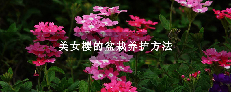 美女樱的盆栽养护方法