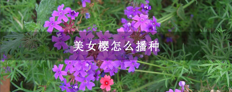 美女樱怎么播种
