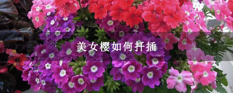 美女樱如何扦插