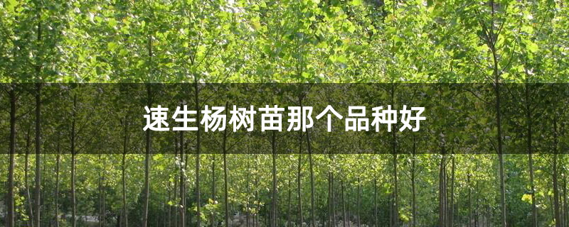 速生杨树苗那个品种好