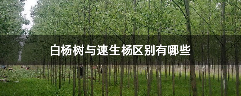 白杨树与速生杨区别有哪些