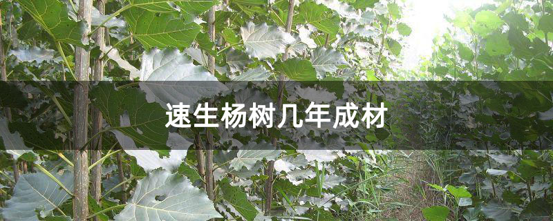速生杨树几年成材