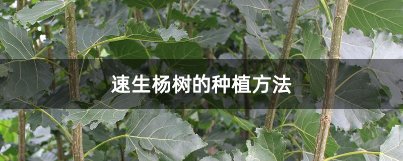 速生杨树的种植方法
