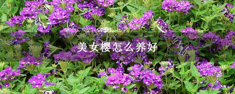 美女樱怎么养好
