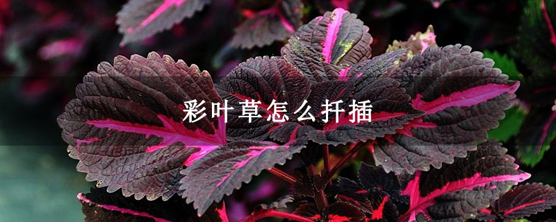 彩叶草怎么扦插