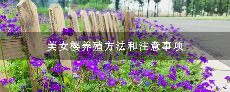 美女樱养殖方法和注意事项