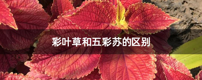 彩叶草和五彩苏的区别