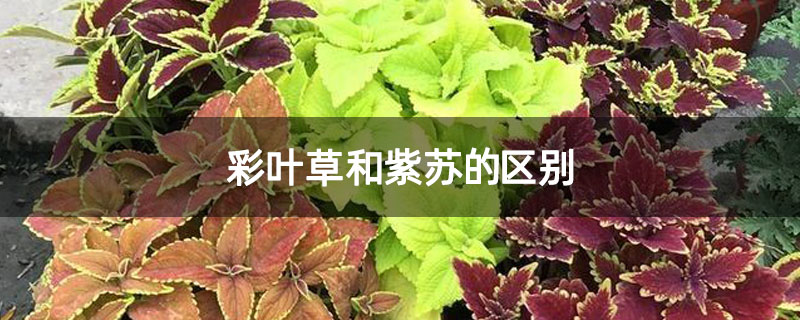 彩叶草和紫苏的区别