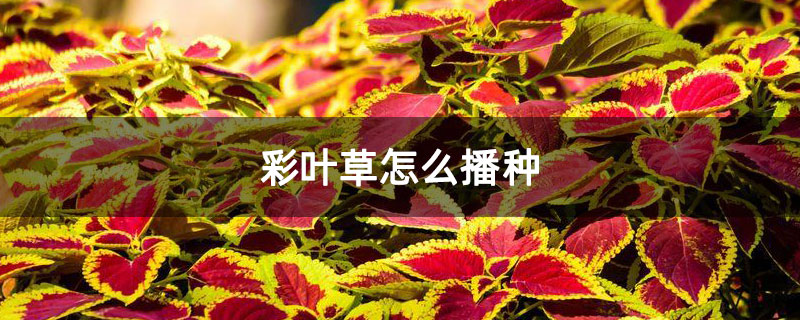 彩叶草怎么播种 彩叶草怎么播种