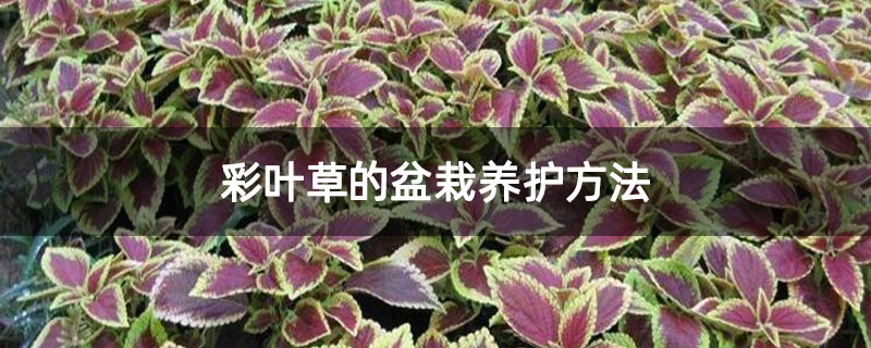 彩叶草的盆栽养护方法