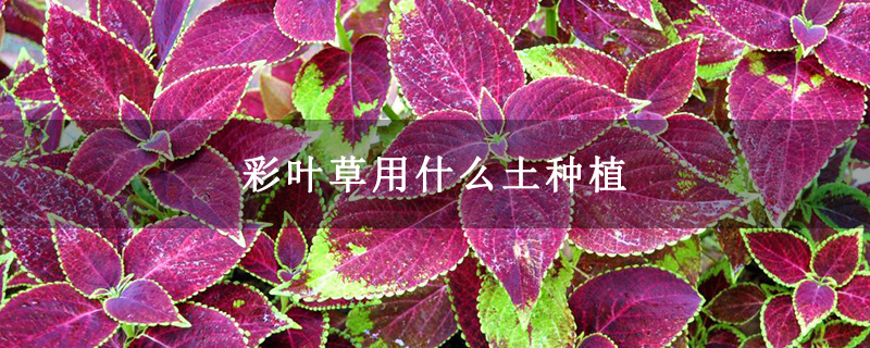 彩叶草用什么土种植