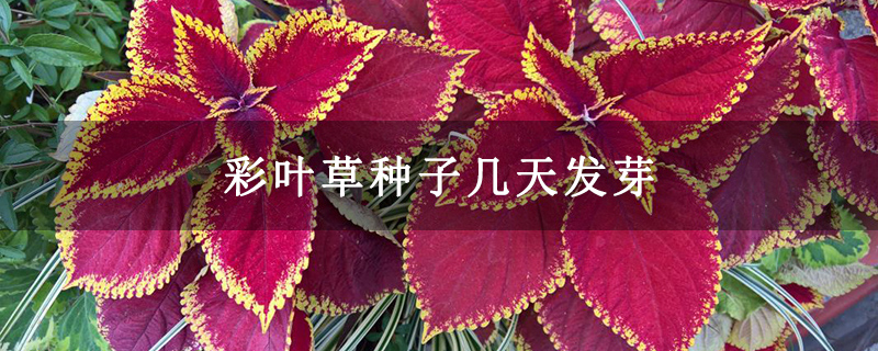 彩叶草种子几天发芽
