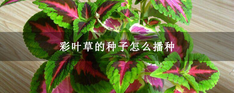 彩叶草的种子怎么播种