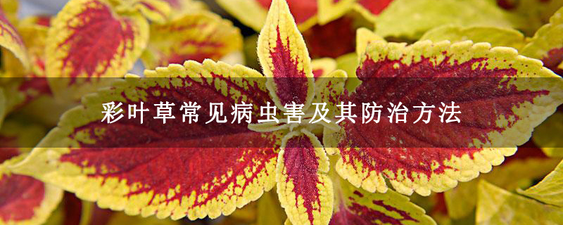彩叶草常见病虫害及其防治方法