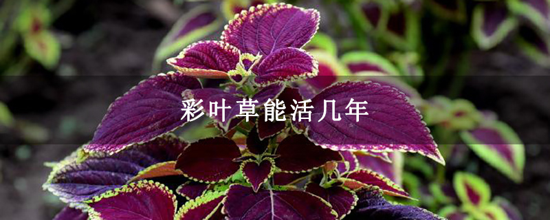 彩叶草能活几年