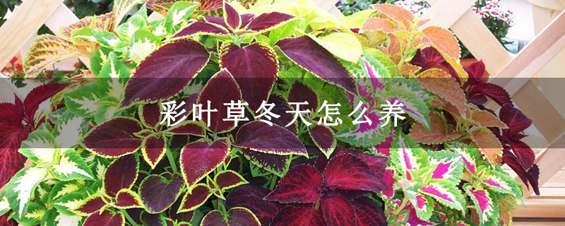 彩叶草冬天怎么养